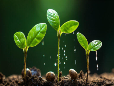 تأثير حامض الهيوميك على تحسين التربة