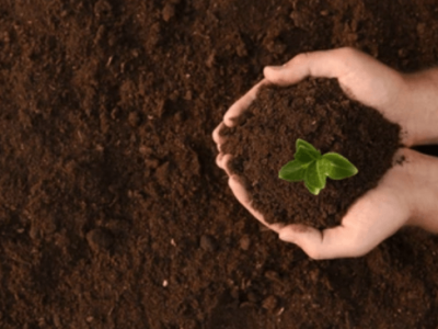 تأثير حمض الهيوميك على تحسين التربة – الفعل الكيميائي