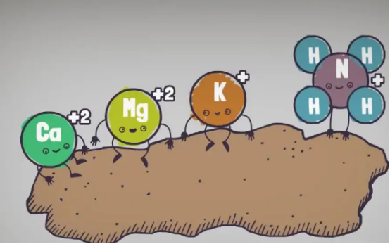 تأثير حمض الهيوميك على التربة - التأثير الكيميائي.jpg