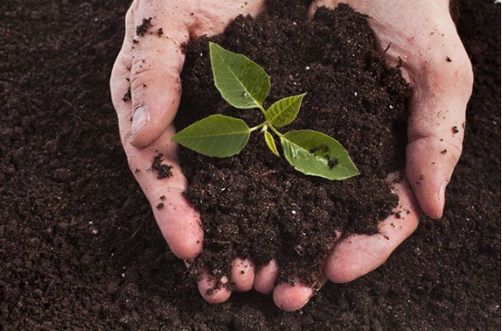 تأثير حمض الهيوميك على التربة - التأثير الكيميائي.jpg