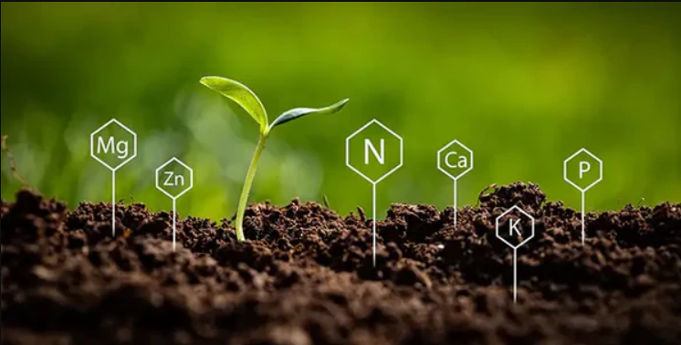 تفعيل وتخزين العناصر الغذائية.jpg