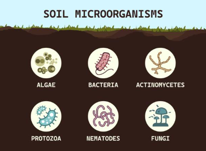 التأثيرات البيولوجية.jpg