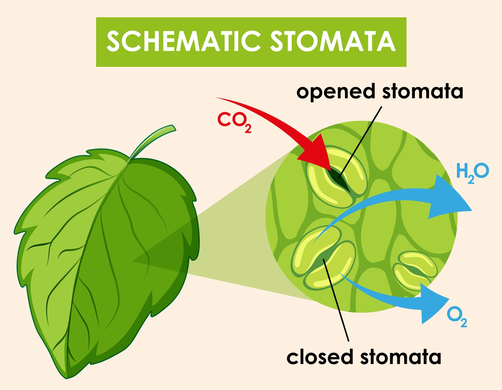 التأثير المعزز لحمض الفولفيك على نمو النبات وتطبيقه في الإنتاج الزراعي.jpg