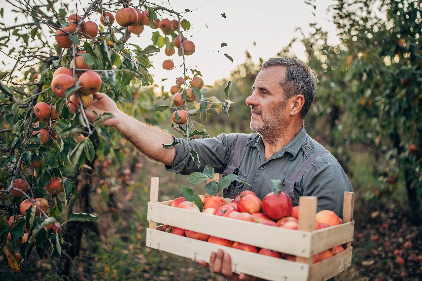 التأثير المعزز لحمض الفولفيك على نمو النبات وتطبيقه في الإنتاج الزراعي.jpg