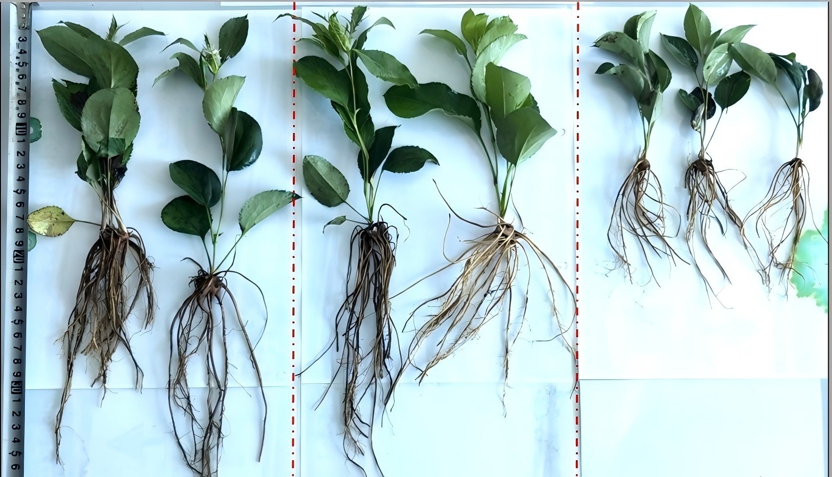 التأثير المعزز لحمض الفولفيك على نمو النبات وتطبيقه في الإنتاج الزراعي.jpg