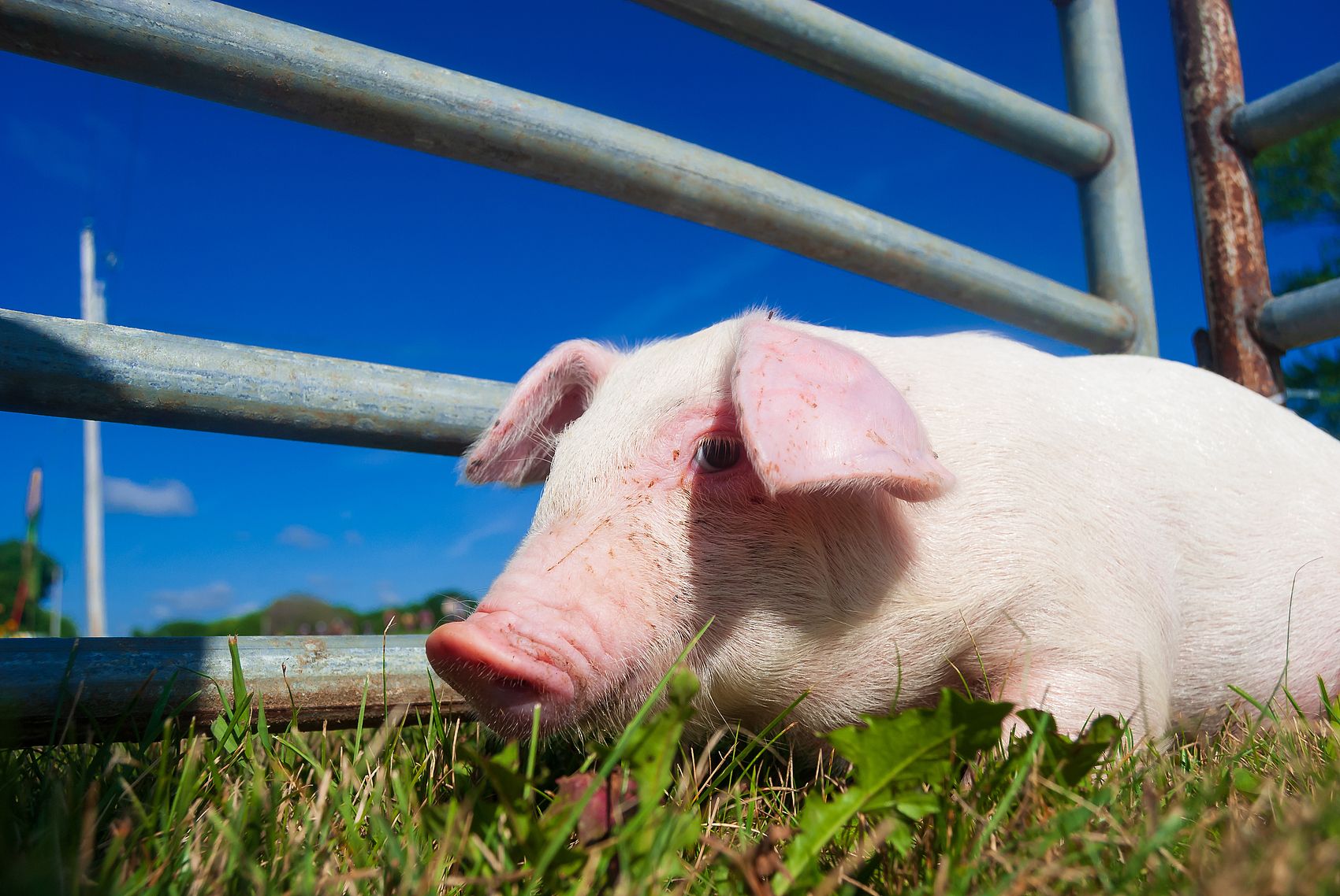 الصين رقائق هيومات الصوديوم عالية الجودة مع سلامة Delivery.jpg