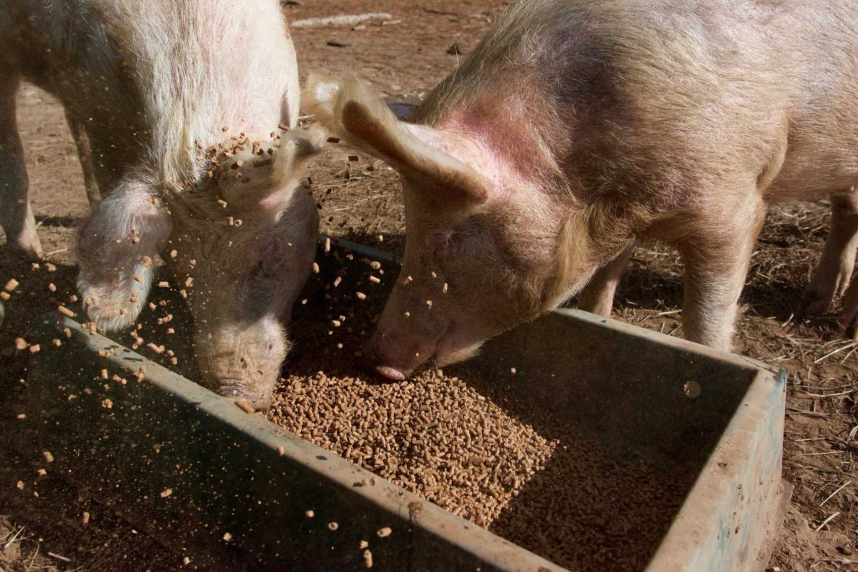 تطبيق Humate الصوديوم في الزراعة. jpg