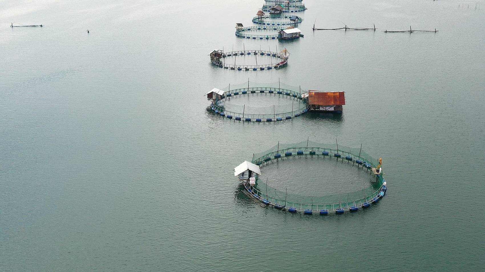 تطبيق Humate الصوديوم في الزراعة. jpg